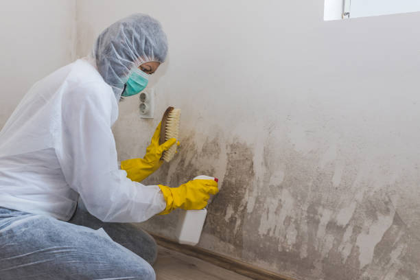 Best Post-Construction Mold Inspection  in Elkader, IA
