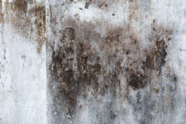 Best Mold Documentation for Insurance Claims  in Elkader, IA