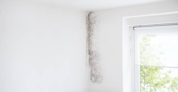 Best Water Damage & Mold Remediation  in Elkader, IA