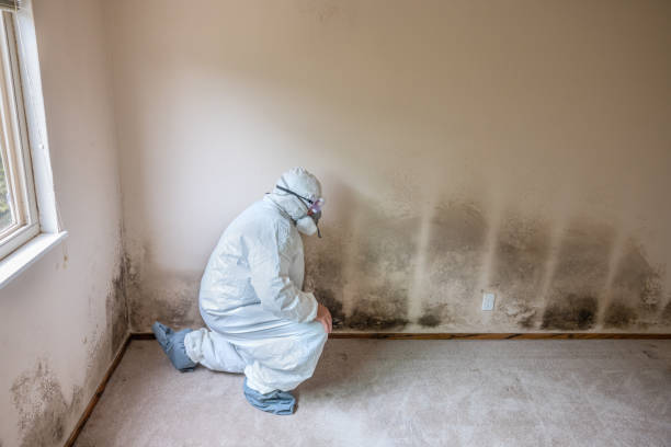 Best Basement Mold Removal  in Elkader, IA