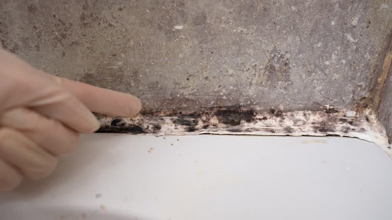 Best Forensic Mold Investigation  in Elkader, IA